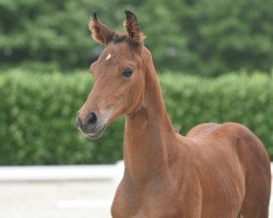 dressage horse Hengst von By your Side (Westphalian, 2020, from By your Side 3)