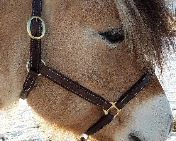 Pferd Hektor (Fjordpferd, 2008, von Husar)