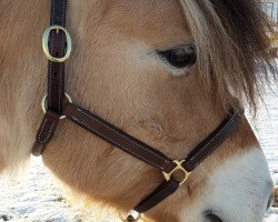 horse Hektor (Fjord Horse, 2008, from Husar)