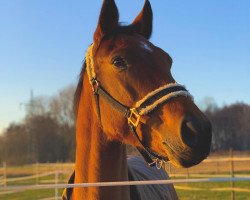 jumper Dana Cacche' EW (German Sport Horse, 2013, from Casdorff)