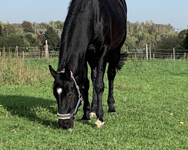 dressage horse Don Delino H (Hanoverian, 2016, from De Niro)