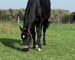 dressage horse Don Delino H (Hanoverian, 2016, from De Niro)