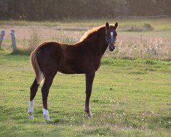 Springpferd Mina (Holsteiner, 2019, von Uriko)