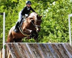 jumper Clitschko 15 (German Riding Pony, 2013, from Calido G)