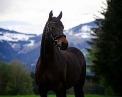 broodmare Diamant Donna (Oldenburg, 2000, from Donnerhall)