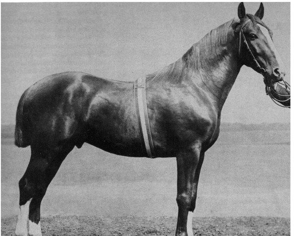 stallion Adler I (Holsteiner, 1987, from Julius)