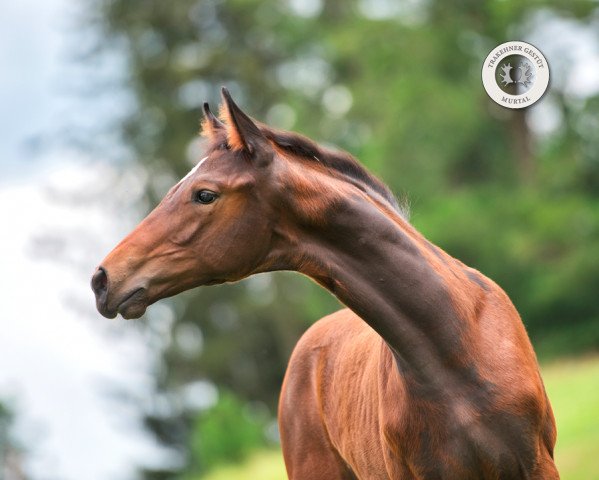 dressage horse Kaiserjäger (Trakehner, 2020, from Imhotep)