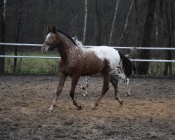 broodmare Bajra (Little-Poland (malopolska), 2018, from Dragon)