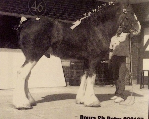 stallion Doura Sir Peter (Clydesdale, 1990, from Doura Expectation)