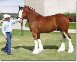 horse Camas Creek Larry (Clydesdale, 1995, from Doura Sir Peter)