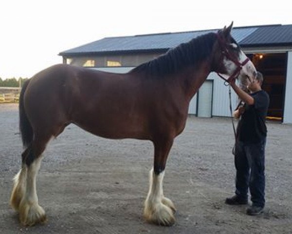 broodmare Calico Greta's Cut (Clydesdale, 2009, from Gregg's Premier Cut)