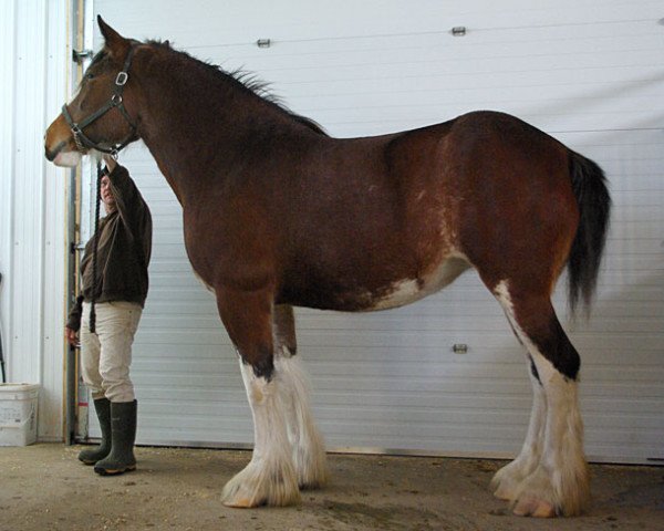 Zuchtstute Calico Smoked Hickory (Clydesdale, 2010, von Gregg's Premier Cut)