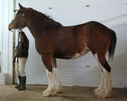 broodmare Calico Smoked Hickory (Clydesdale, 2010, from Gregg's Premier Cut)