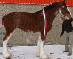 Zuchtstute Calico Sensational Diva (Clydesdale, 2006, von Cranston's Sensational Gregg)