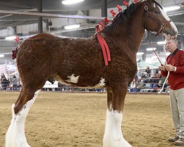 Pferd Calico Nitro (Clydesdale, 2016, von Calico Iggy)