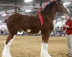 horse Calico Nitro (Clydesdale, 2016, from Calico Iggy)