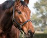 dressage horse Priceless 9 (Westphalian, 2008, from Palermo)