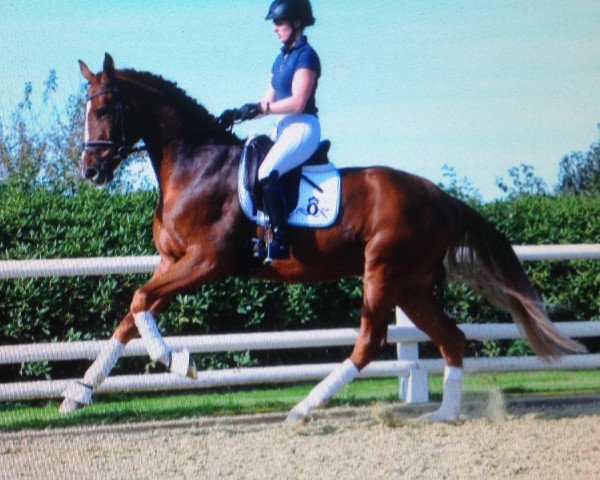 dressage horse Don Signore (Hanoverian, 2014, from Don Frederic 3)