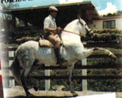 stallion Poseido III (Pura Raza Espanola (PRE), 1968, from Nevado III)