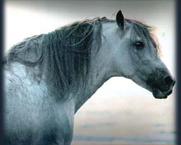 stallion Habanero VIII (Pura Raza Espanola (PRE), 1966, from Descarado II)