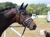 dressage horse Kentucky 111 (German Riding Pony, 2009, from Kennedy WE)