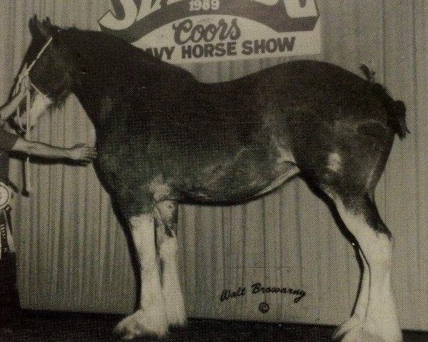 broodmare Commander's Miss Christina (Clydesdale, 1985, from Torrs Final Command)