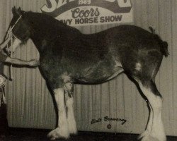 broodmare Commander's Miss Christina (Clydesdale, 1985, from Torrs Final Command)