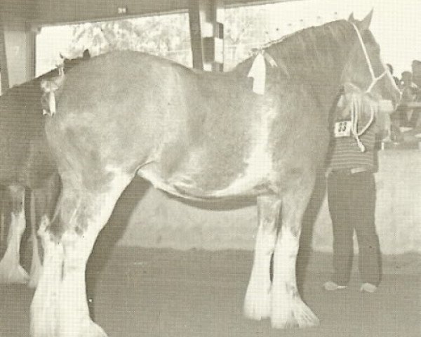 broodmare Cooper's Lorna Doone (Clydesdale, 1981, from Doura Excelsior)