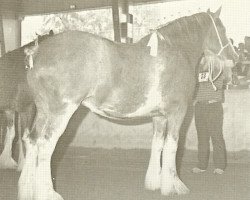 broodmare Cooper's Lorna Doone (Clydesdale, 1981, from Doura Excelsior)