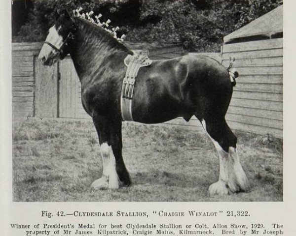 Deckhengst Craigie Winalot (Clydesdale, 1925, von St. Albion)