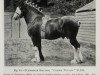 stallion Craigie Winalot (Clydesdale, 1925, from St. Albion)