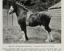 stallion Craigie Winalot (Clydesdale, 1925, from St. Albion)