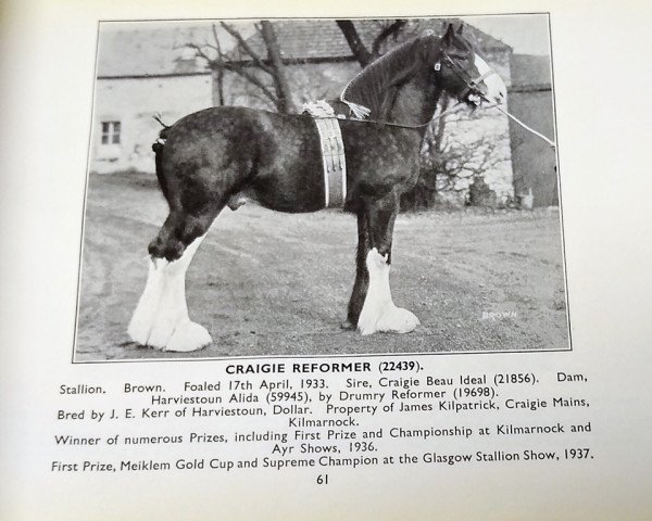 stallion Craigie Reformer (Clydesdale, 1933, from Craigie Beau Ideal)