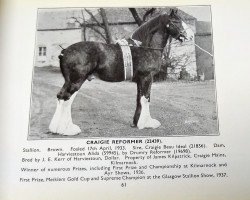 Deckhengst Craigie Reformer (Clydesdale, 1933, von Craigie Beau Ideal)