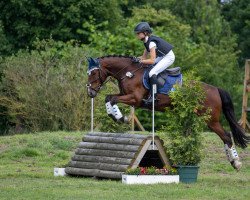 Springpferd Fs Dolittle (Deutsches Reitpony, 2011, von FS Don't Worry)