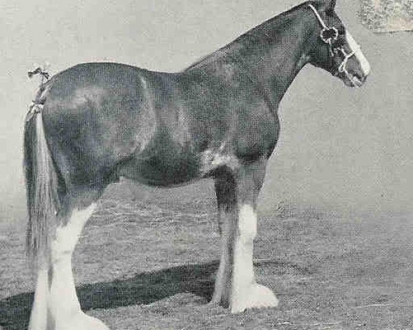 stallion Craigie Superb (Clydesdale,  )