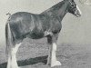 stallion Craigie Superb (Clydesdale,  )