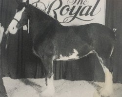 Zuchtstute Crown Vetch Katerina (Clydesdale, 1988, von Doura Maestro)