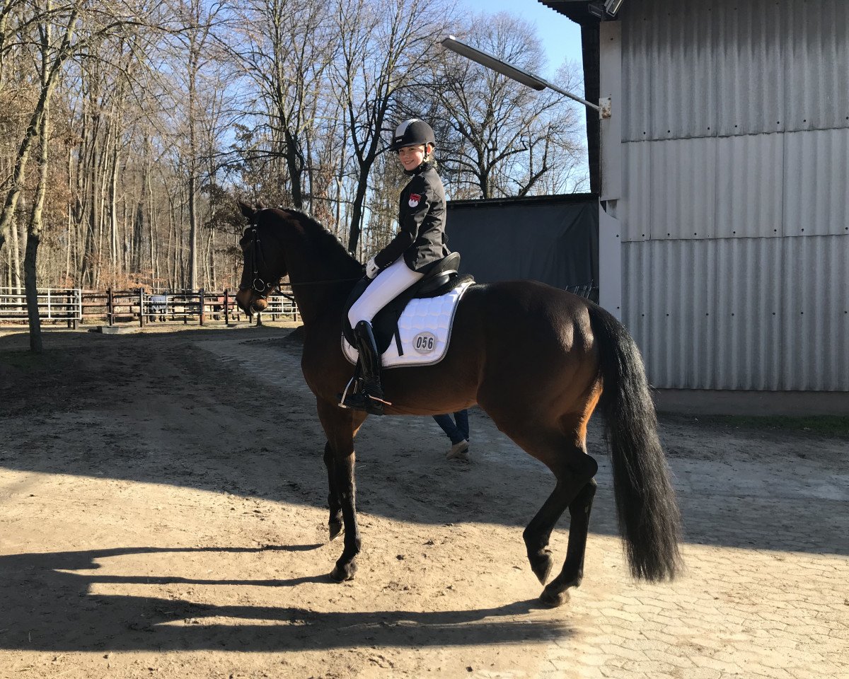 broodmare Habanera (Hanoverian, 2008, from Hofrat)