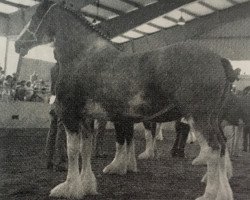 broodmare Donna's Perfect Lady (Clydesdale, 1976, from Pioneer Final Command)