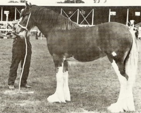 broodmare Doura Queen of the Roses (Clydesdale, 1974, from Doura Excelsior)