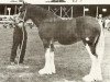 broodmare Doura Queen of the Roses (Clydesdale, 1974, from Doura Excelsior)