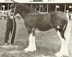 broodmare Doura Queen of the Roses (Clydesdale, 1974, from Doura Excelsior)