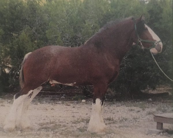 Deckhengst Doura Moneymaker (Clydesdale, 1983, von Broadyards Rock On)