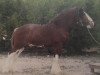 stallion Doura Moneymaker (Clydesdale, 1983, from Broadyards Rock On)