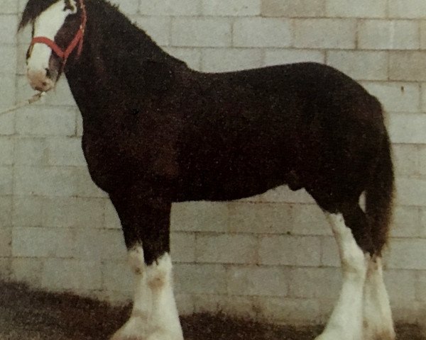 Deckhengst Doura Mcquaid (Clydesdale, 1984, von Doura Magnificent)