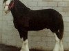 stallion Doura Mcquaid (Clydesdale, 1984, from Doura Magnificent)