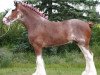 Deckhengst Gregg's Premier Cut (Clydesdale, 2004, von Highfield Collessie)