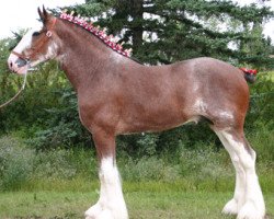 stallion Gregg's Premier Cut (Clydesdale, 2004, from Highfield Collessie)