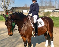 dressage horse Cascaya 56 (German Riding Pony, 2005, from Charivari)